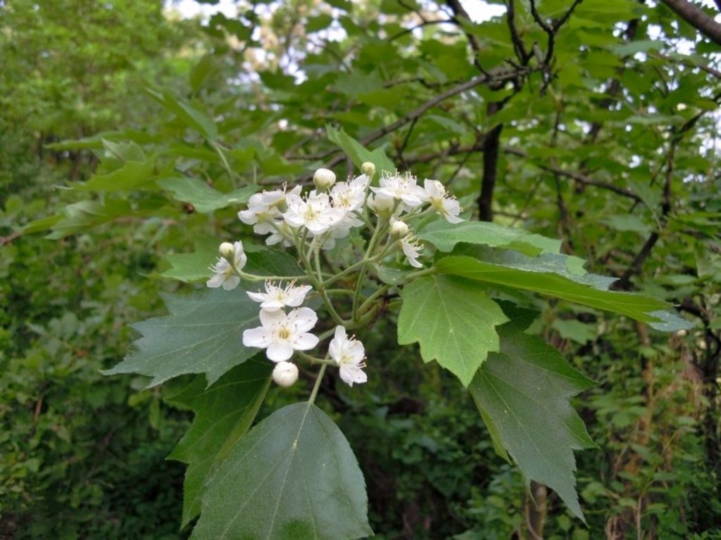 Sorbus torminalis